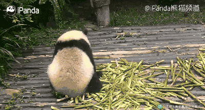 泉州人春节去哪玩?开车40分钟,超萌大熊猫在等你啊啊啊