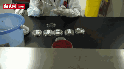 第二步是在培养皿上,用检验时用的细针,圆环作画笔蘸取霉菌,描摹已有