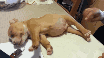 这些赖床的狗子,对于人类来说,真是有过之而无不及.