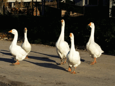 400_300gif 动态图 动图