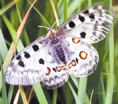 常见昆虫 也面临灭绝威胁