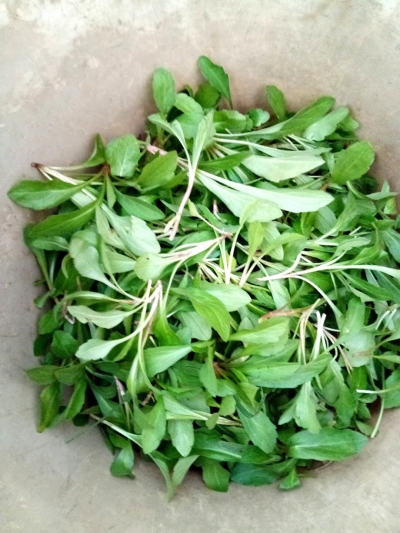 吃了一顿马兰头 浑身不舒服 原是过敏了 这些野菜吃不得!|过敏|野菜|