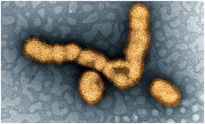 近期感冒与流感相关领域研究进展一览