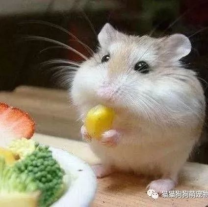 吃东西的小仓鼠,样子太萌了