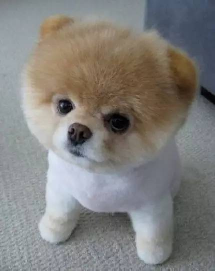 狗年来啦!送你漂亮的狗狗,代表2018一整年的福气,快打开看看!