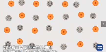 但是只要一个t细胞被激活,体内的病毒就开始重新复制