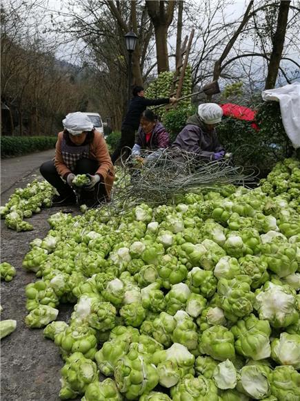 重庆武隆区鸭江镇农业加工企业正着手榨菜收购与腌制.