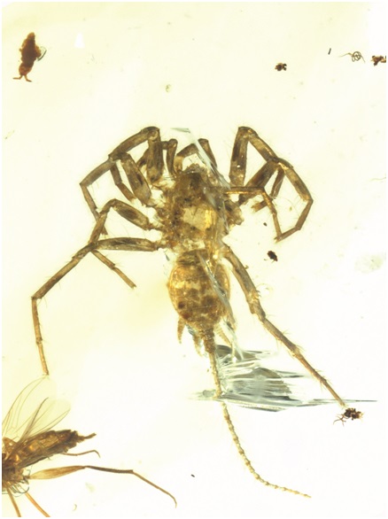 王博领衔的科研团队所研究的应氏奇美拉蛛正模（定名标本）照片。受访者供图