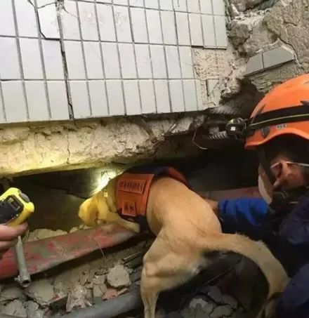 搜救犬用尽全力在地震重灾区救出7人,却在完成任务后闭上了眼.