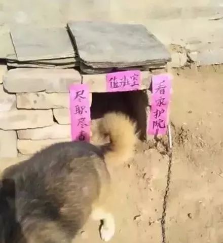 网友家的田园犬窝上的对联,写的太好了!