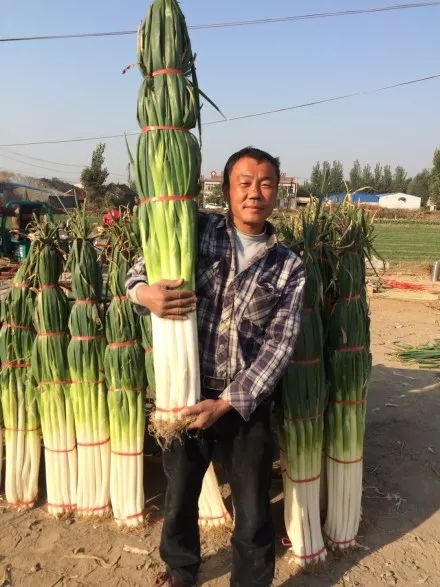 再有人敢说你算哪根葱,告诉他:老子是章丘大葱!