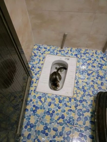 ▼@castortroy_:不要了▼@今天可以吃主人了吗_:立屎性时刻▼@桂湖家