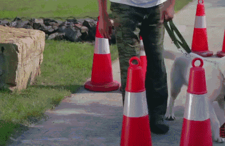 导盲犬需要24小时不离开主人观察人流车流带着主人安全地过马路"前进