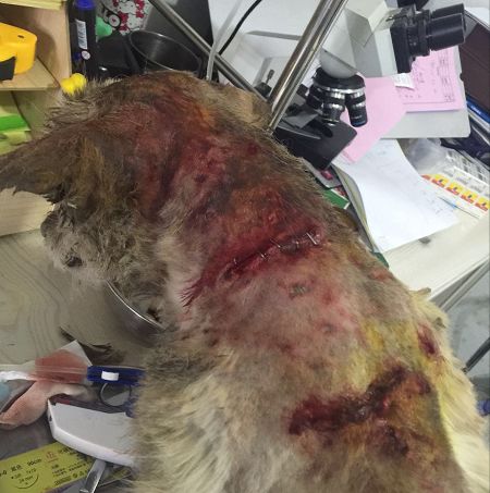 为了"生存",它遭受疯狂的咬死.揭开真相后,让人心酸!