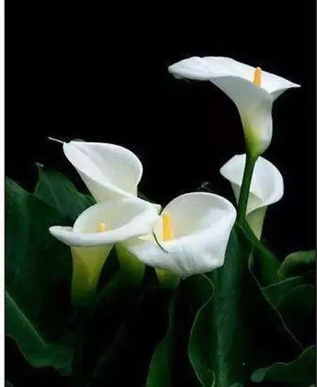 叶子口吐白沫 这种常见植物你家可能有|禁放|小孩|滴水观音_新浪新闻