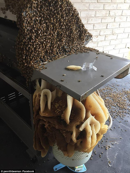 澳居民离家4月数千蜜蜂在家中烧烤架上筑巨巢