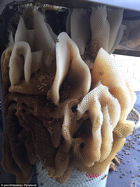 安布雷拉蜂巢图片