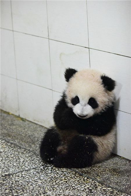 四川熊也会东北揣哇