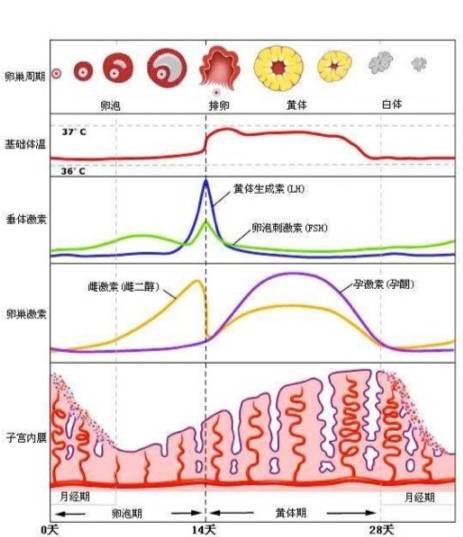 上图是这两个激素月经周期中的变化图.