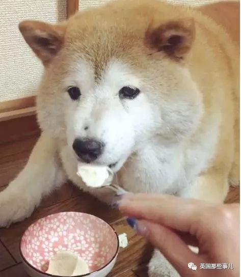 胖出个屁股下巴的柴犬,如今要靠吃豆腐努力减肥…真是闻着伤心见者