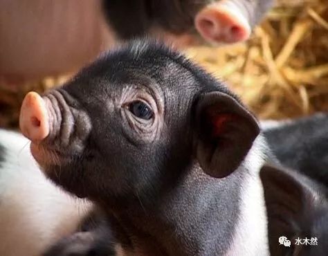 得慌,就想买条狗来给我做个伴儿,可到宠物市场一打听,说现在流行养猪