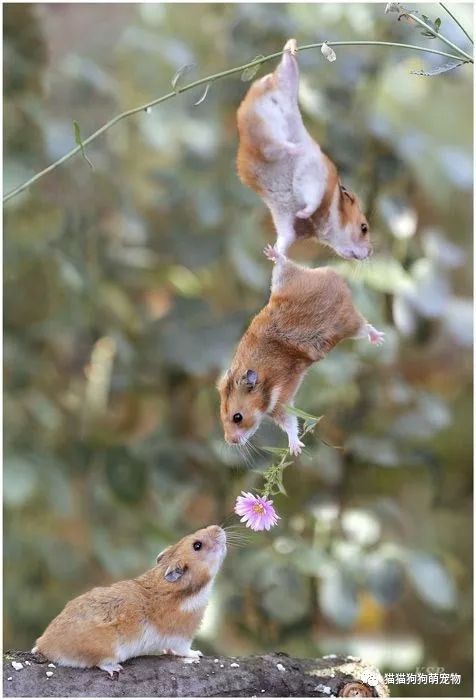 互相帮助的动物们,好有爱