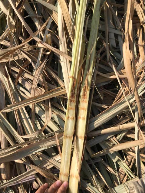 冲脉镇蔗区往大埔镇蔗区的部分低位地带的甘蔗受到霜冻的影响大.