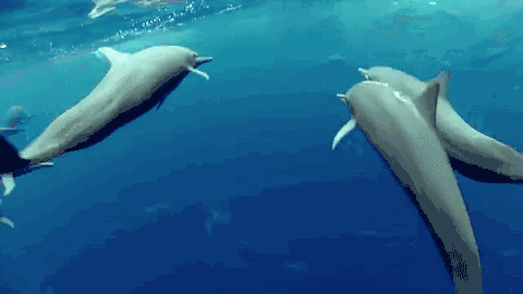 480_270gif 动态图 动图