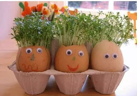 种菜就会美的不像话直接在里面种上喜欢的鲜花甚至有时候连蛋托都不用