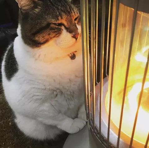 网友家肥猫烤火的样子,有点萌!