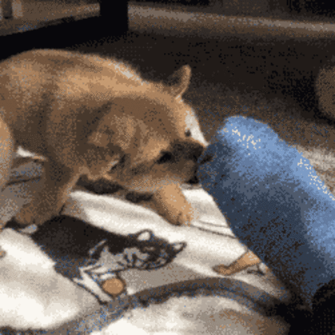 480_480gif 动态图 动图