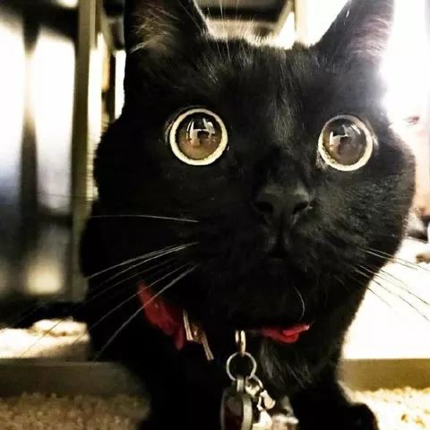 有一双黑溜溜大眼睛的猫咪,可爱极了!