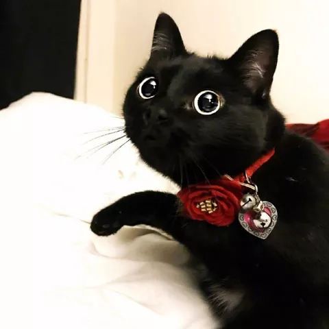 有一双黑溜溜大眼睛的猫咪,可爱极了!