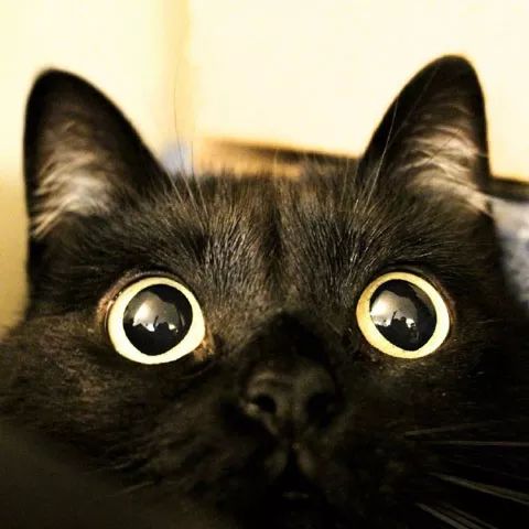 有一双黑溜溜大眼睛的猫咪,可爱极了!