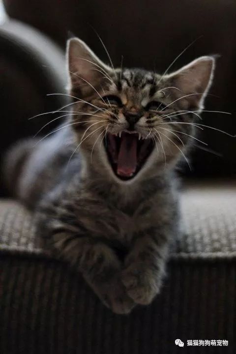 咆哮的喵星人,让你知道我有多凶