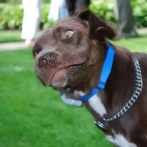 汪星人打喷嚏的瞬间,仿佛感受到了喷出来的口水