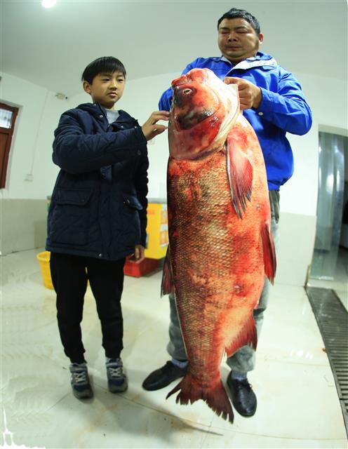 大鳙鱼有130厘米长 视界网 裴建丹 摄