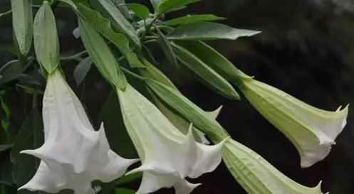 秋葵,曼陀罗你分得清吗?容易中毒的10种野菜,当心!