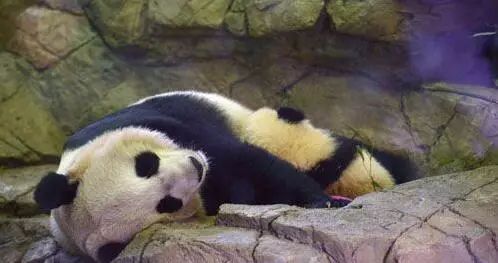 ▲在美国华盛顿国家动物园,大熊猫幼仔“宝宝”依偎在母亲“美香”的怀里睡觉。