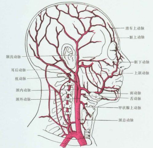 你的脖子好吗?连结人类大脑和心脏的重要部位!|心血管|脖子|头晕