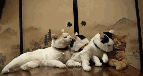 亲手黏住每一只小爪子 看得出是真的爱猫人士 猫哥开始心动了 还特意