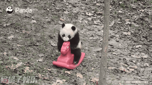 【gif】小木马:我和熊猫团子什么仇什么怨
