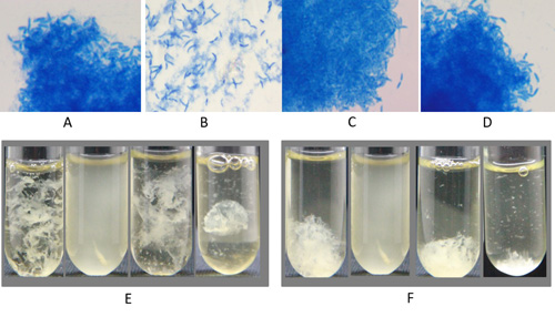 水生所发现新型蛋白质和胞外多糖共同介导活性污泥菌胶团的形成