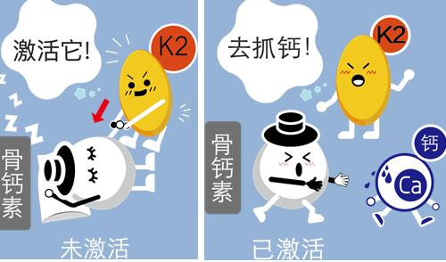 维生素k2化钙成骨,原理即:激活骨钙素(成骨细胞分泌的一种钙结合蛋白