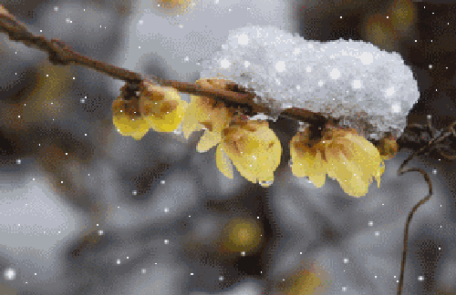 白梅(元·王冕)冰雪林中著此身,不同桃李混芳尘.忽然一夜清香发,散