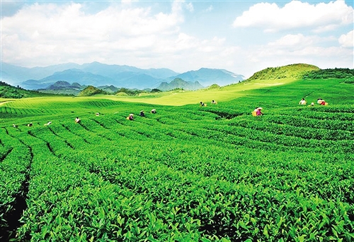 现代农业趋势下的农产品种植基地