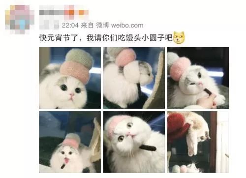 “助养猫咪”成诈捐噱头 “云吸猫”背后的黑暗生意