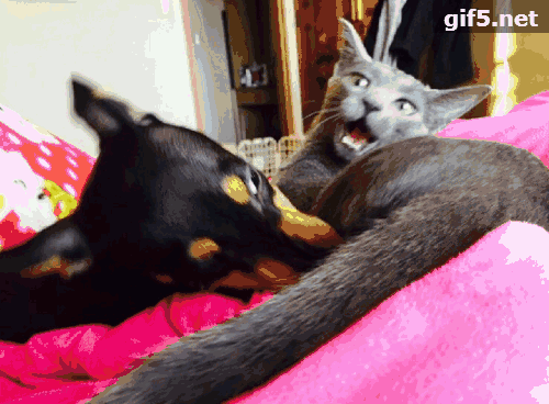 猫一旦出去玩儿,就会几天不回家,这时狗子会帮忙照顾小猫.