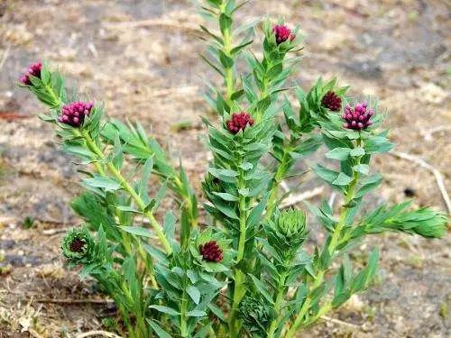 狼毒草又名叫断肠草.高0.5至1尺,根浅黄色,有甜味.