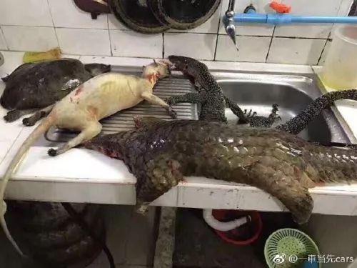 砧板上,菜篮子,水池子里,摆满了保护动物……宰杀野生保护动物?